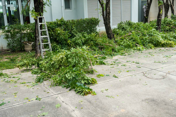 Best Tree Root Removal  in Marble Falls, TX